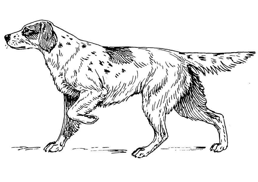 Målarbild hund -setter