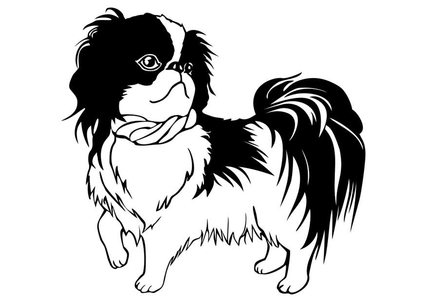 hund - shih tzu Målarbild hund - shih tzu
