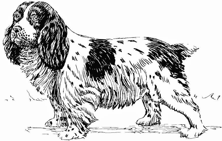 hund - spaniel Målarbild hund - spaniel