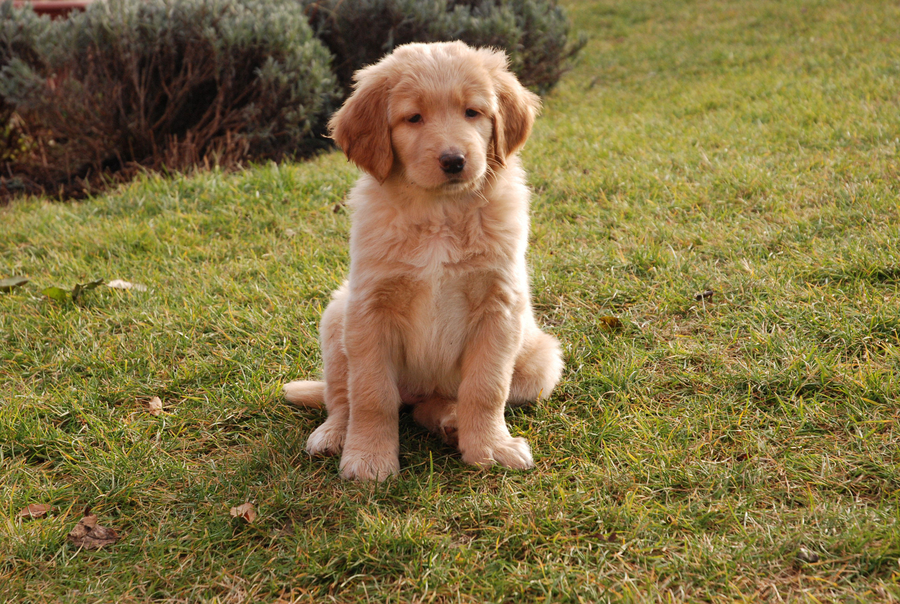 hund - valp Foto hund - valp