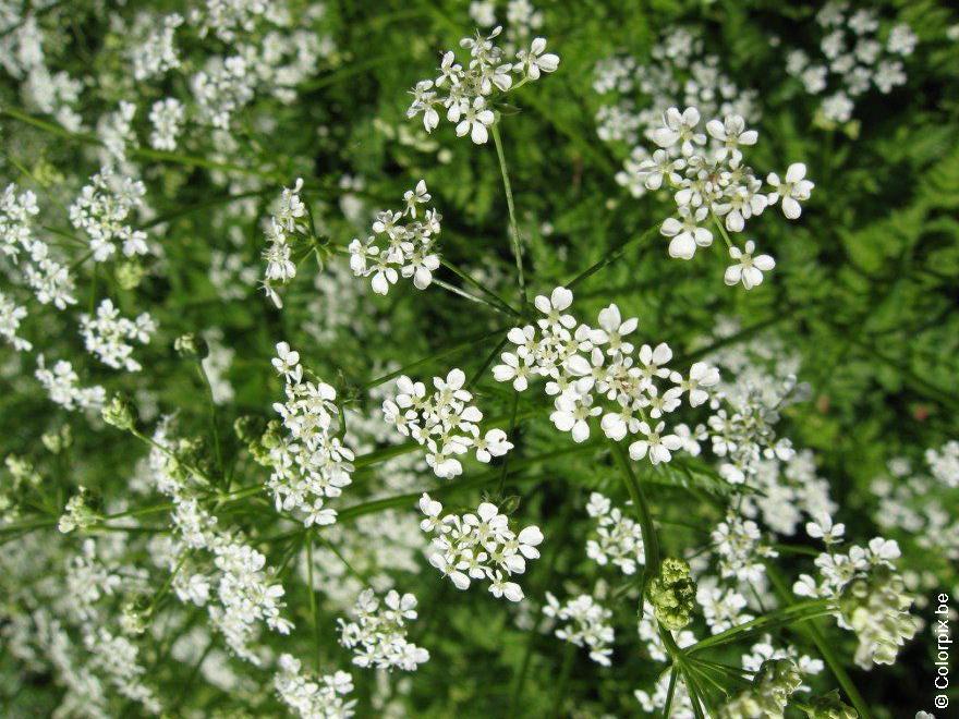 hundloka 3 Foto hundloka 3