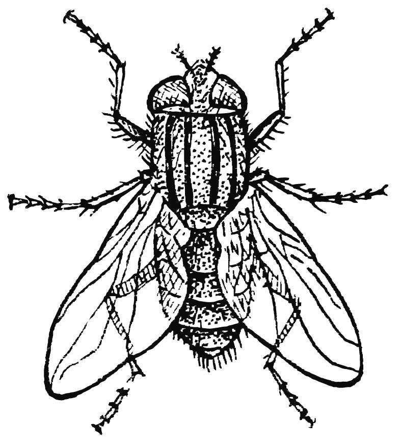 husfluga Målarbild husfluga