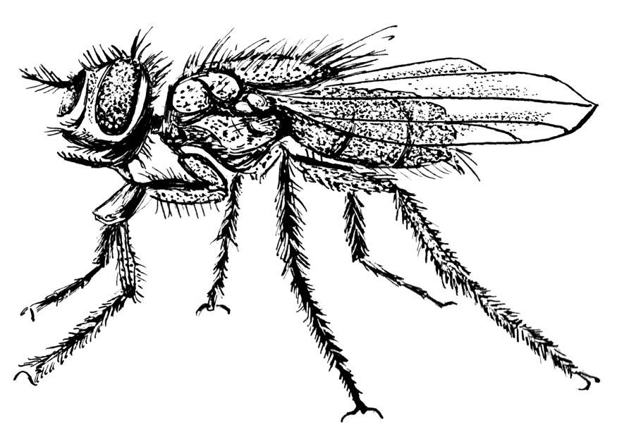 husfluga Målarbild husfluga