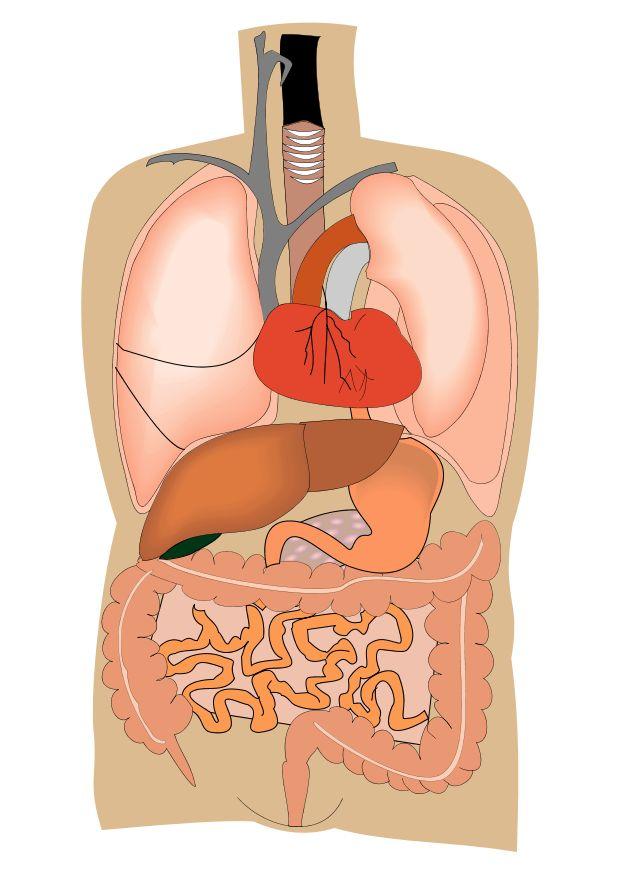 inre organ bild inre organ