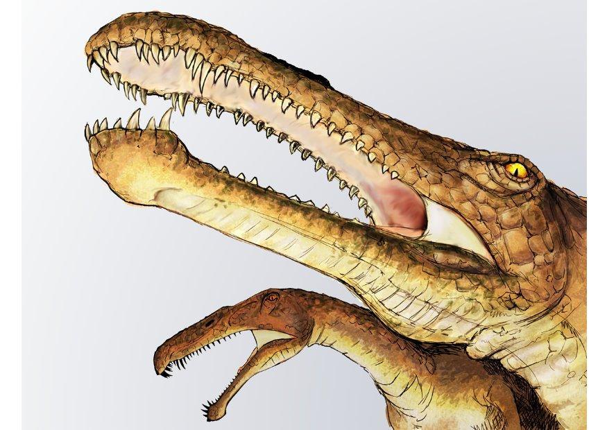 irritator dinosaurie bild irritator dinosaurie