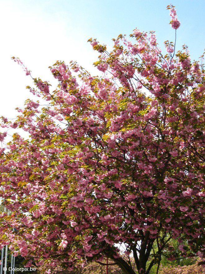 japanskt kA¶rsbA¤rstrA¤d 3 Foto japanskt kA¶rsbA¤rstrA¤d 3