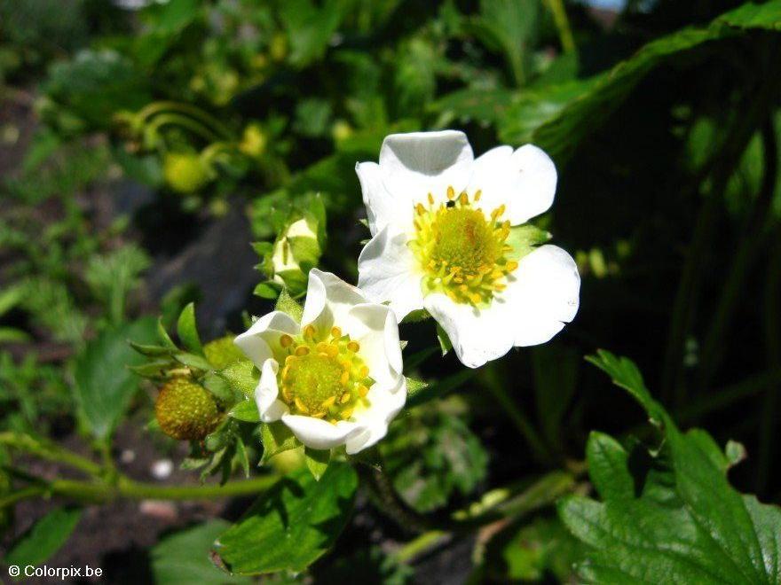 jordgubbsblomma Foto jordgubbsblomma