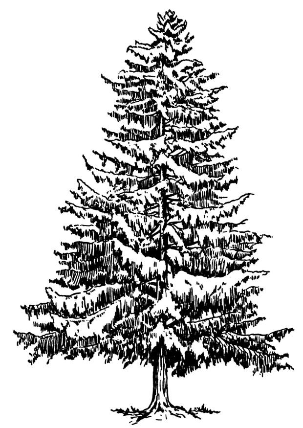 julgran om vintern Målarbild julgran om vintern