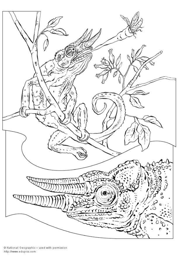 kameleont Målarbild kameleont