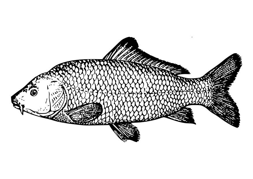 karp Målarbild karp