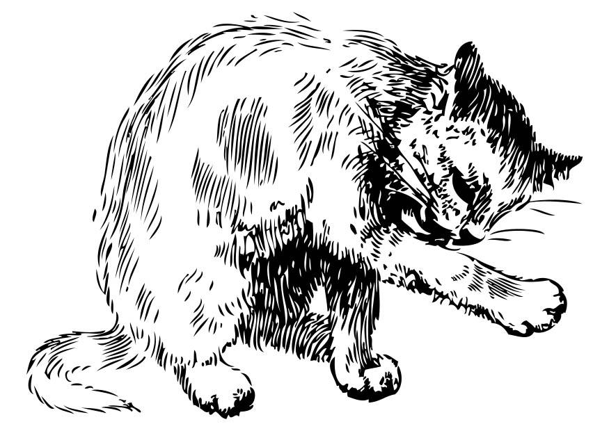 katt Målarbild katt