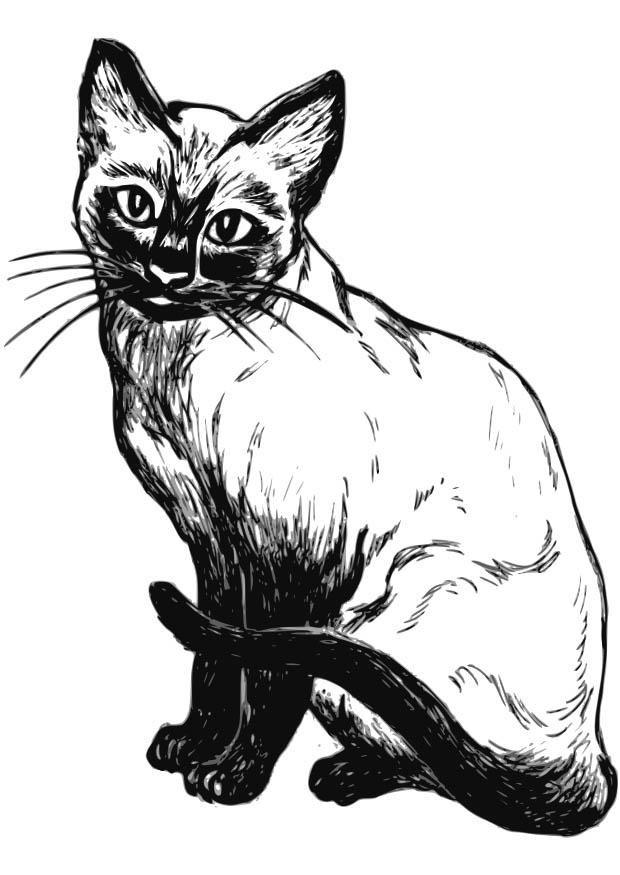 katt Målarbild katt