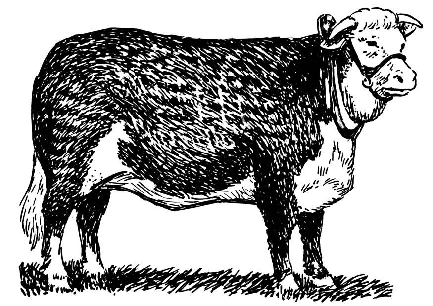 ko - hereford Målarbild ko - hereford
