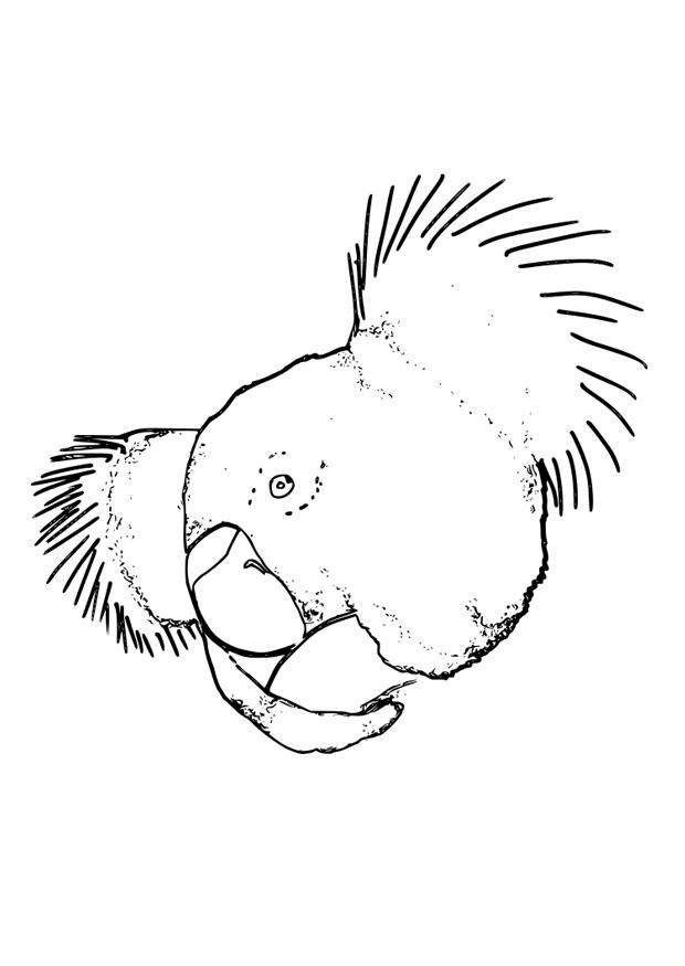 koala Målarbild koala