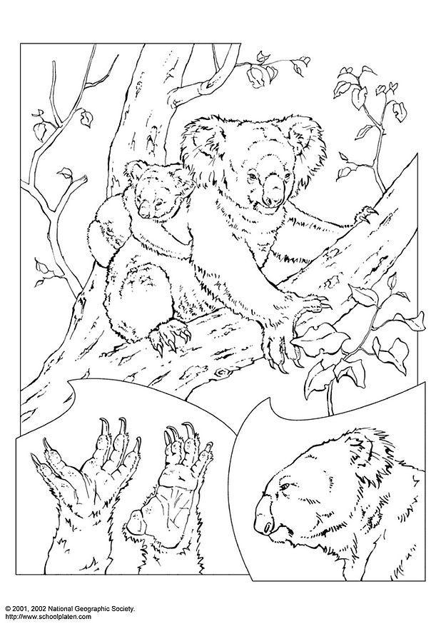 Målarbild koala