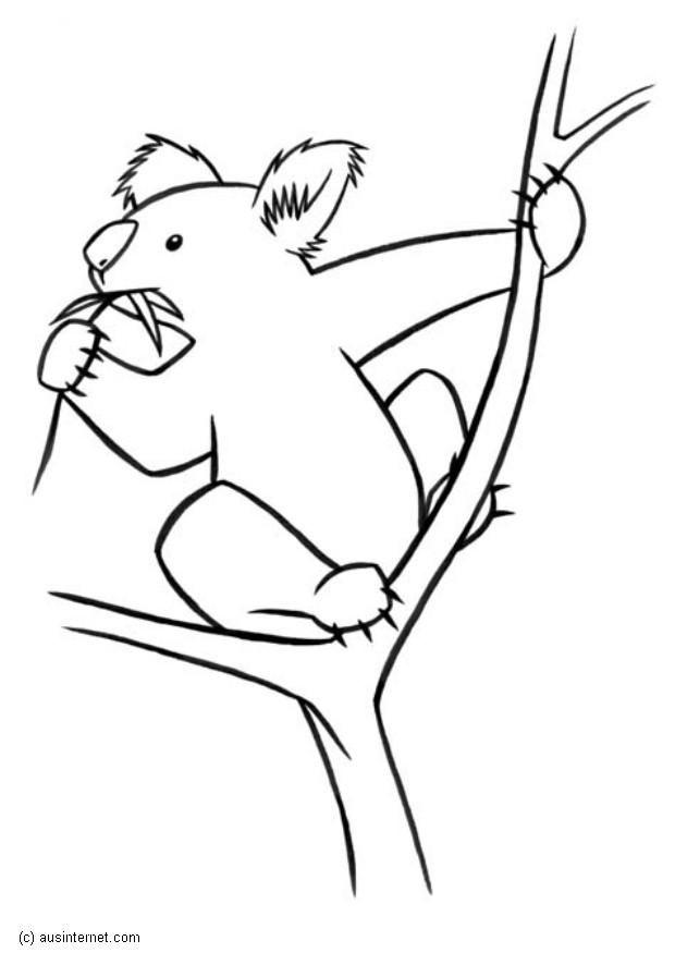 koala Målarbild koala