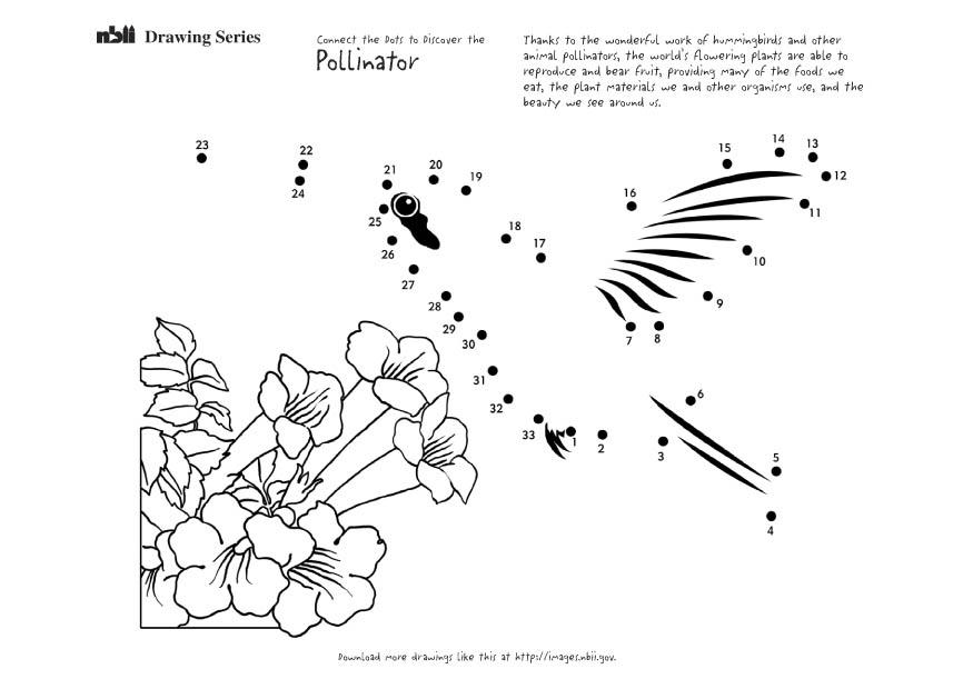 kolibri Målarbild kolibri