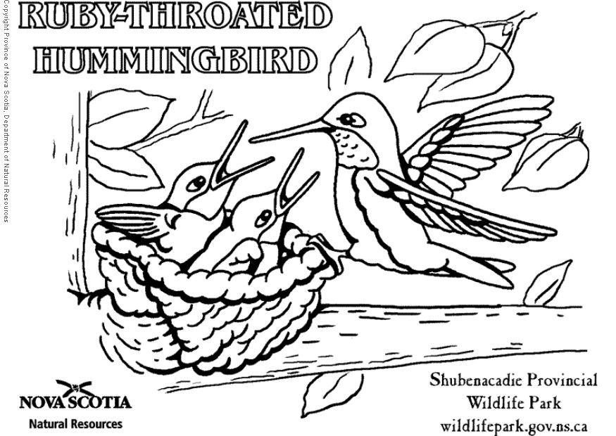 kolibri Målarbild kolibri