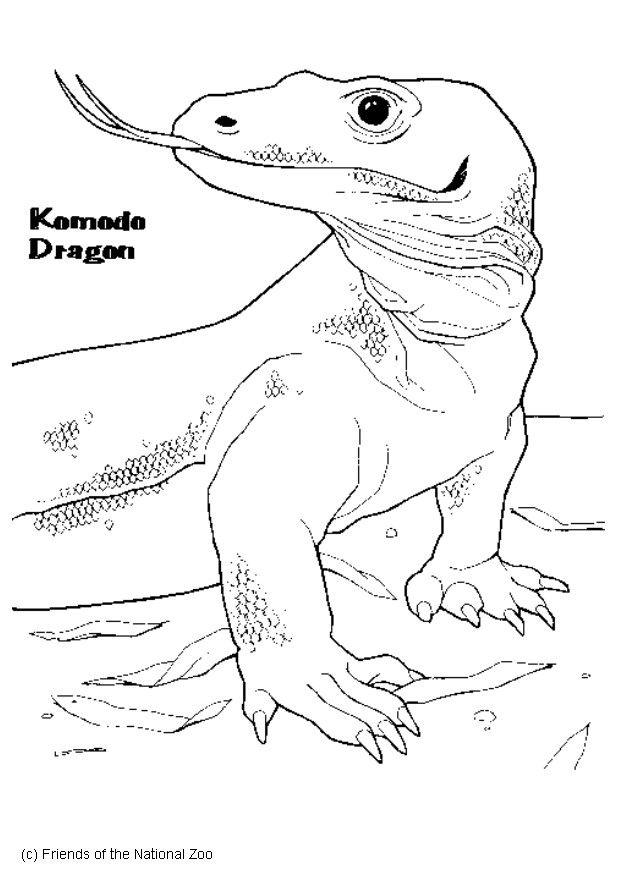 komodovaran Målarbild komodovaran