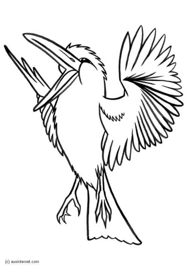 kookaburra Målarbild kookaburra