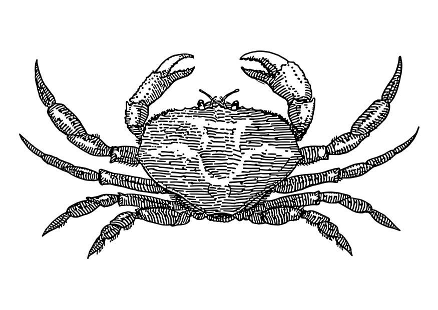 krabba Målarbild krabba