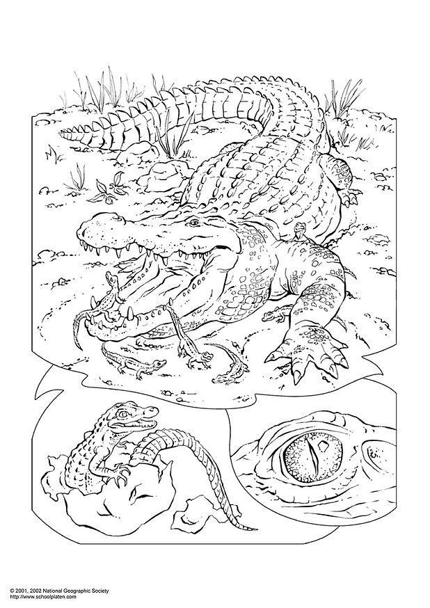 krokodil Målarbild krokodil