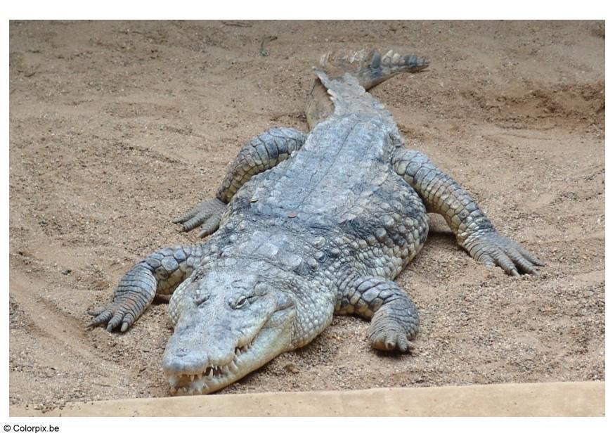 krokodil Foto krokodil