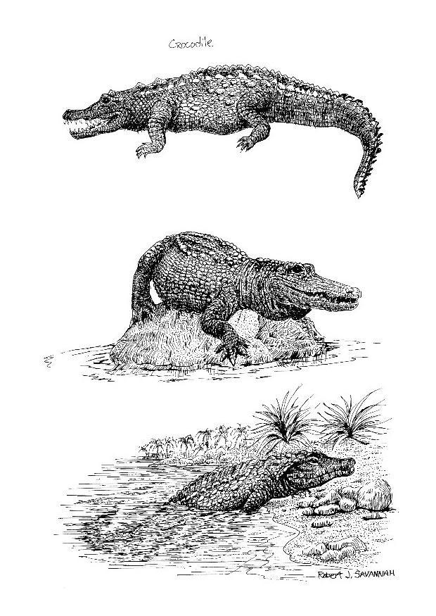 krokodiler Målarbild krokodiler