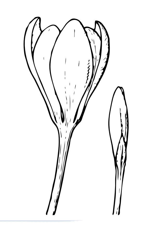 Målarbild krokus