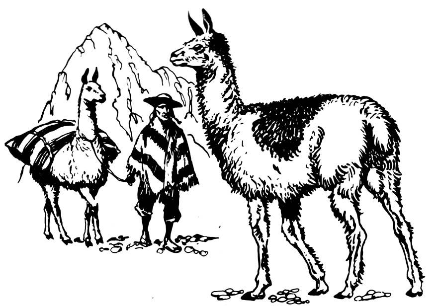 Målarbild lama