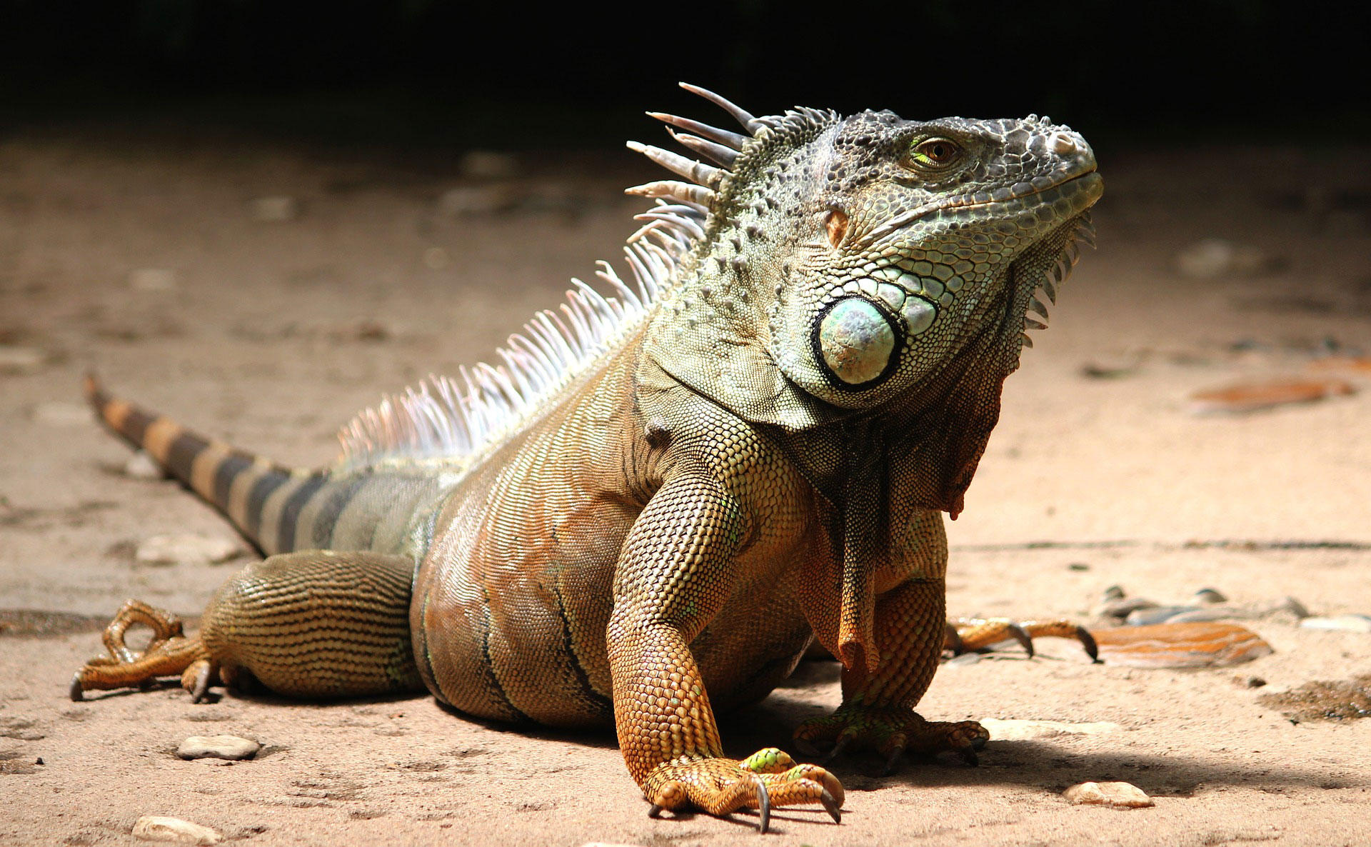 leguan Foto leguan