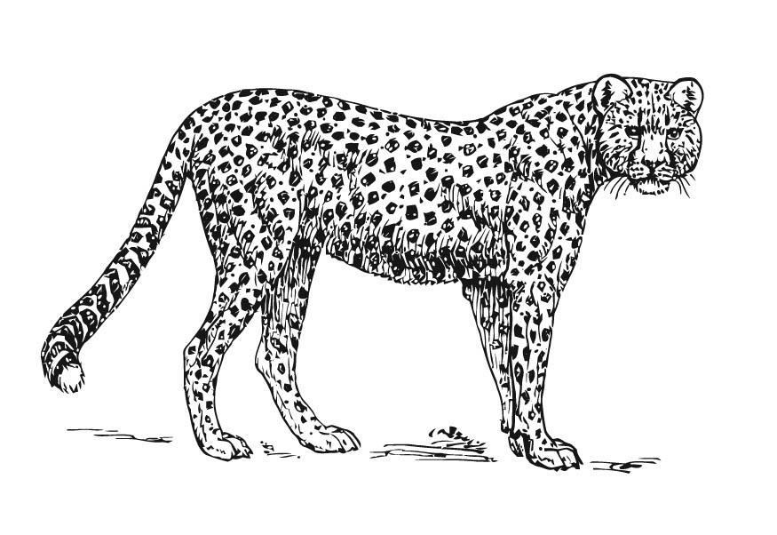 leopard Målarbild leopard