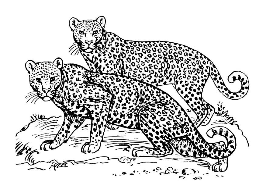 leopard Målarbild leopard