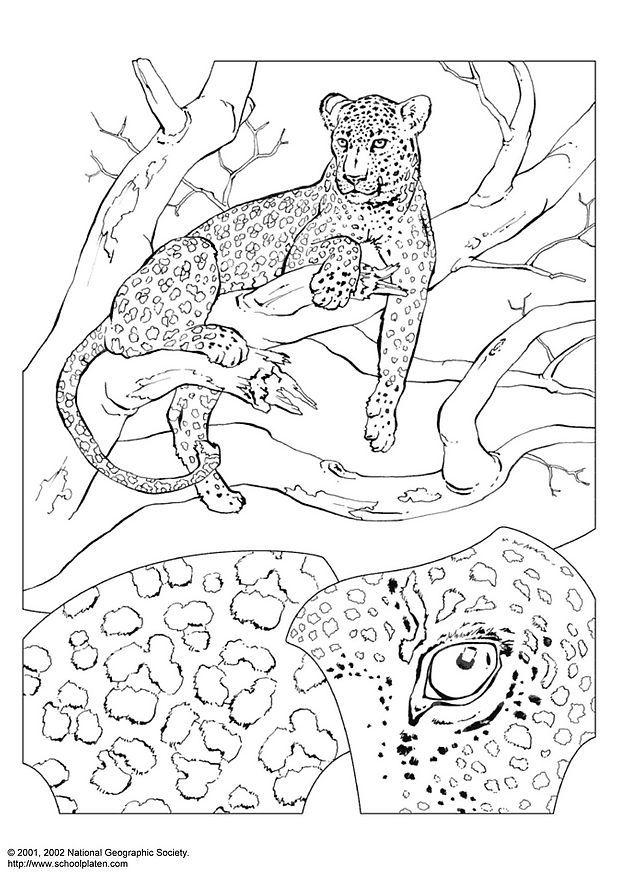 leopard Målarbild leopard