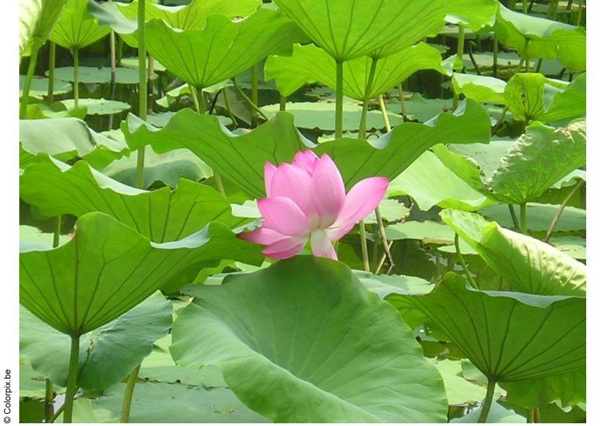 lotusblomma Foto lotusblomma