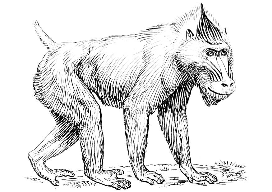mandrill Målarbild mandrill