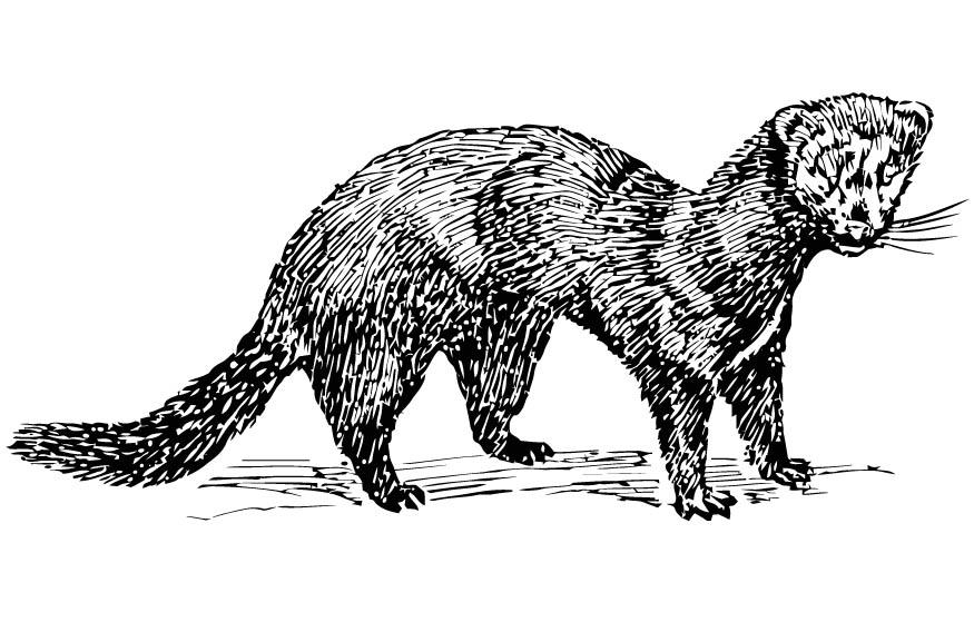 mink Målarbild mink