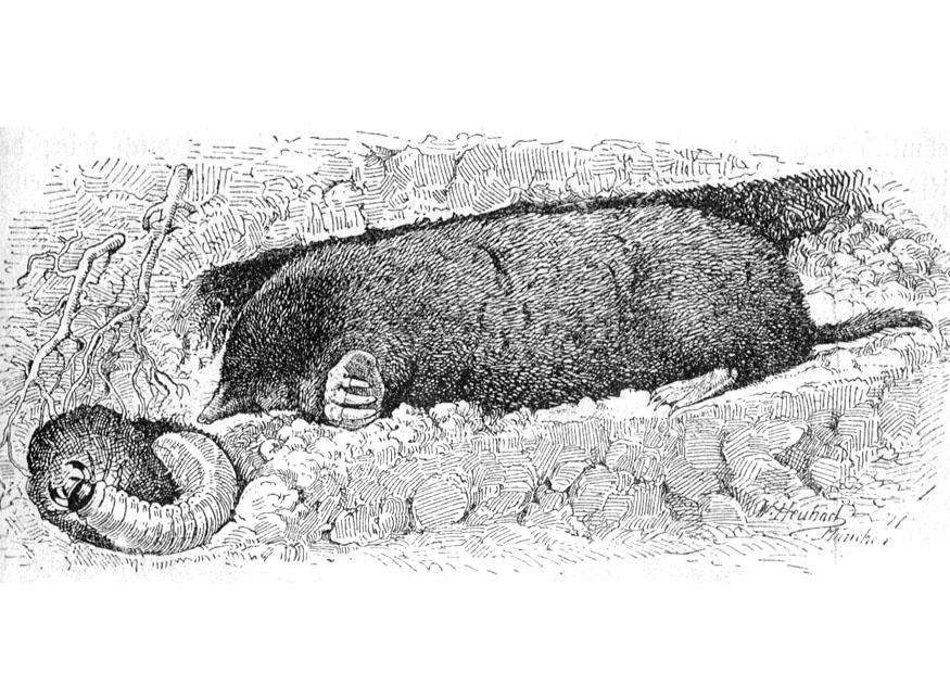 Målarbild mullvad