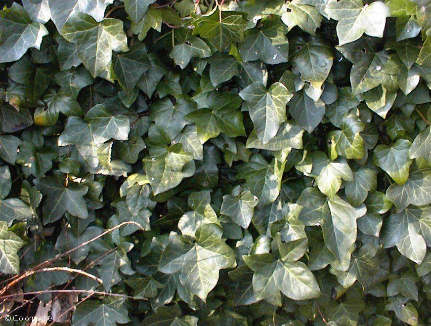 murgrA¶na Foto murgrA¶na
