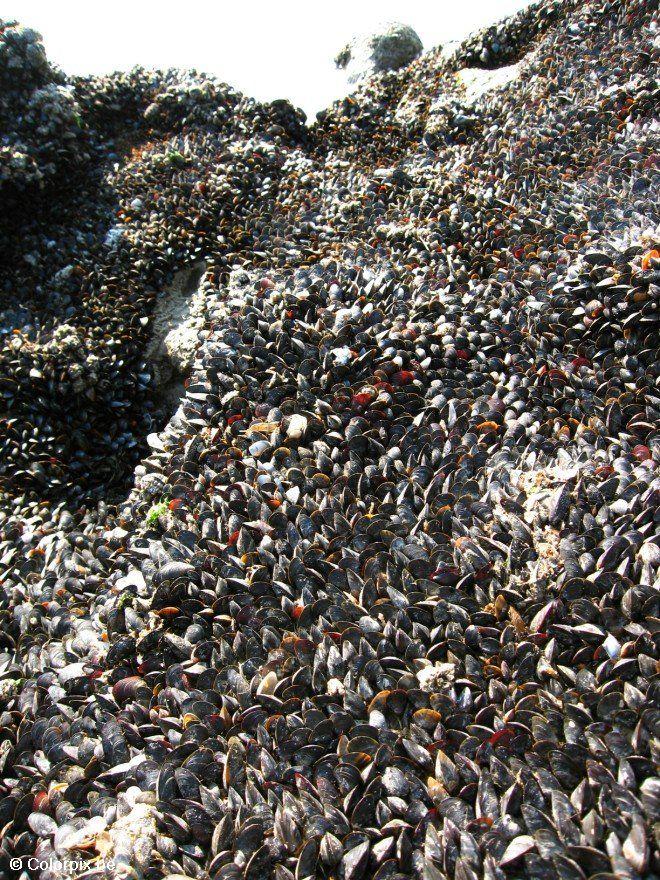 musslor 1 Foto musslor 1