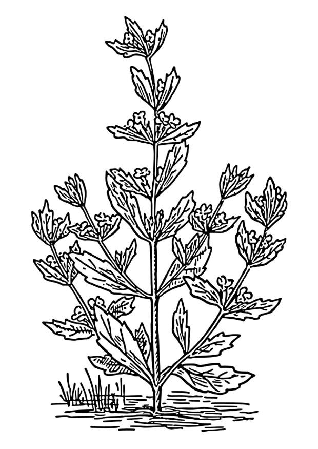 Målarbild mynta
