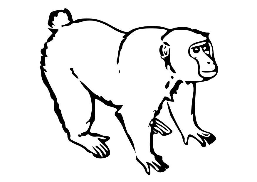 Målarbild apa