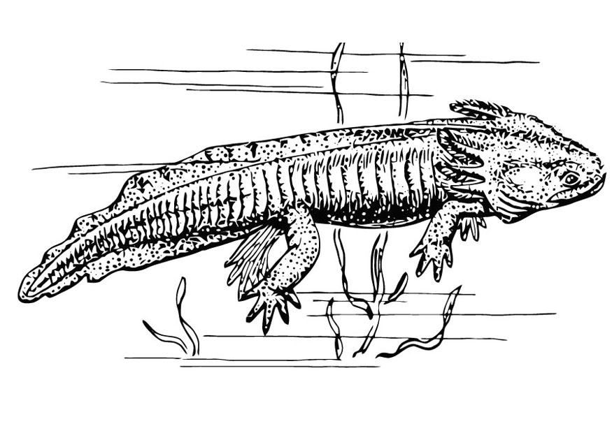 Målarbild axolotl