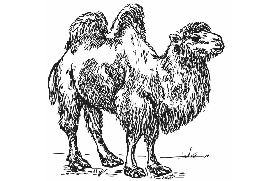 Målarbild kamel