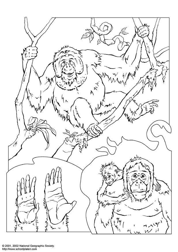 Målarbild orangutang