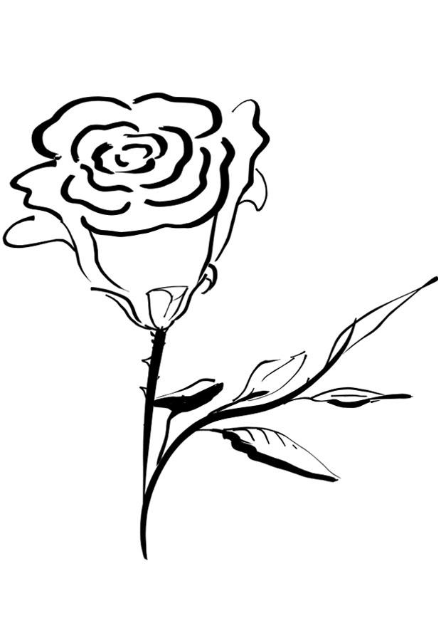 Målarbild ros
