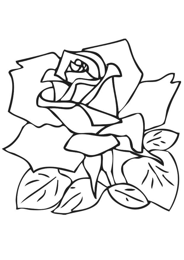 Målarbild ros