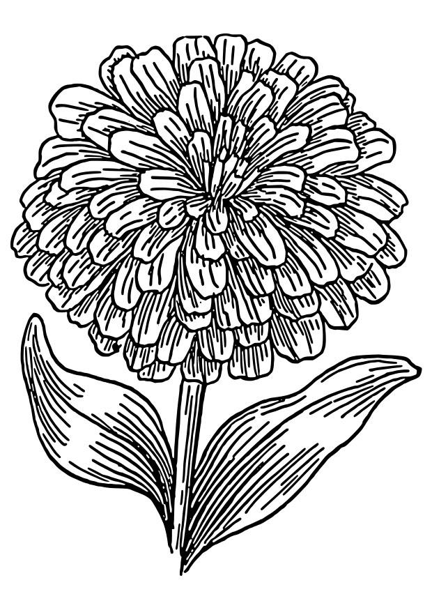 Målarbild zinnia