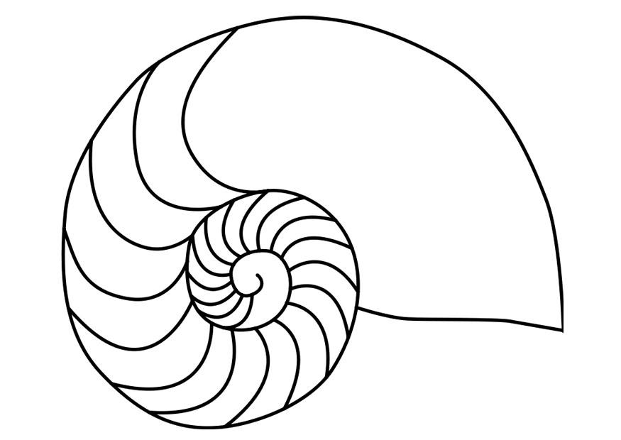 nautilus blA¶tdjur blA¤ckfisk Målarbild nautilus blA¶tdjur blA¤ckfisk