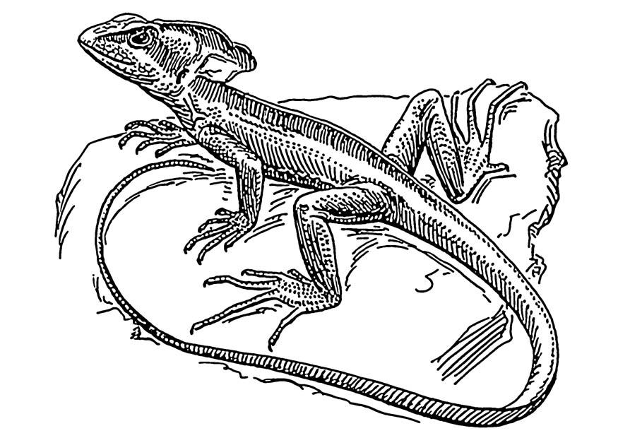 Målarbild A¶dla - basilisk